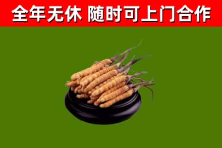 玛曲县烟酒回收冬虫夏草.jpg