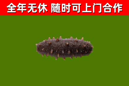 玛曲县烟酒回收干海参.jpg